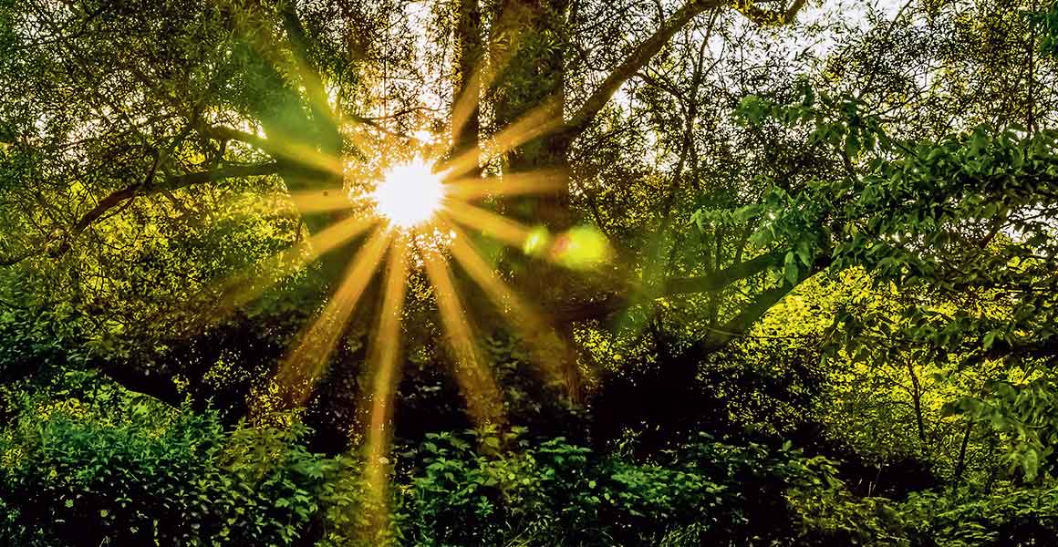 Sonnenstrahlen ierhellen den dunklen Wald