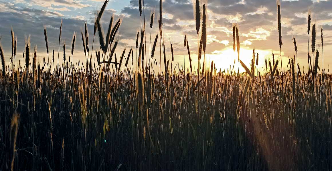 Stimmungsvolles Kornfeld bei Sonnenaufgang